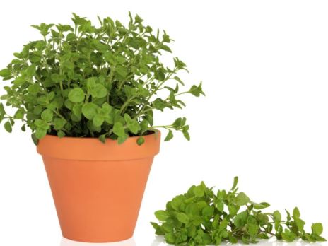 oregano in ghiveci